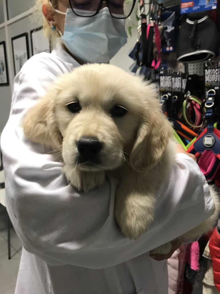 Veterinario cargando perro