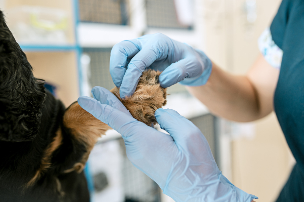 Veterinario revisando pata de perro